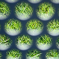 Grass Through Perforations