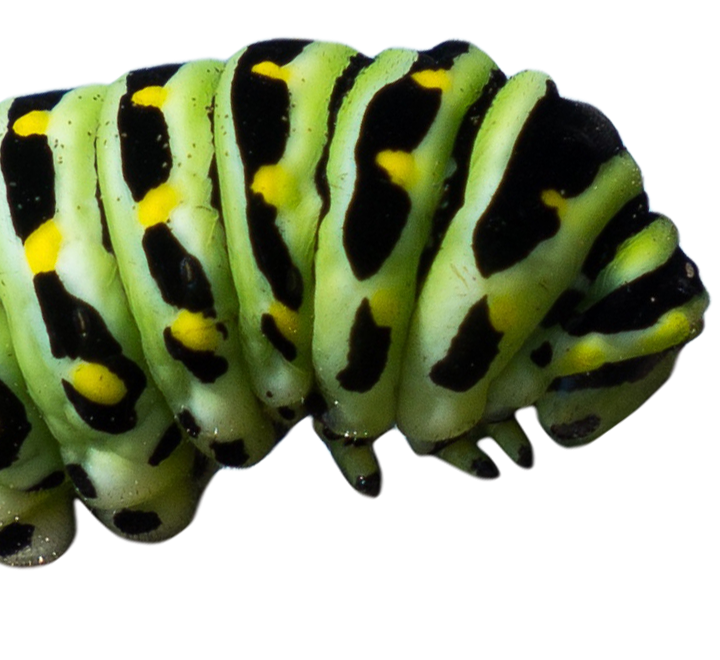 caterpillar