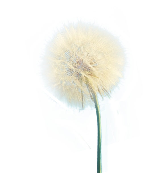 dandelion