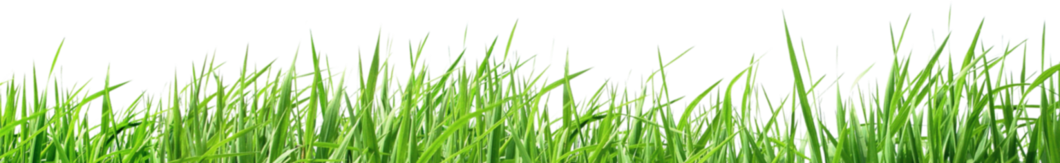 grass