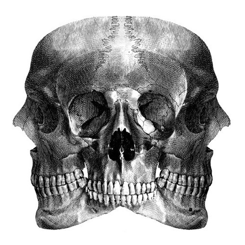 skull illustration