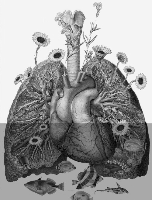 heart illustration