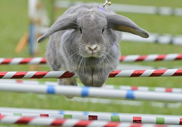 Jumping Bunny